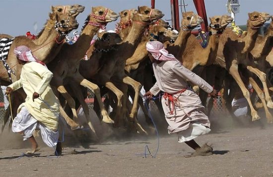 camel race qatar